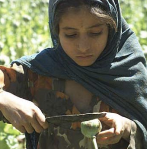 Young Afghan girl works in opium poppy field. Image from PBS.org